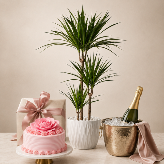 Green Plant with Sparkling Gift & Cake | Elegant Celebration Plant Delivery