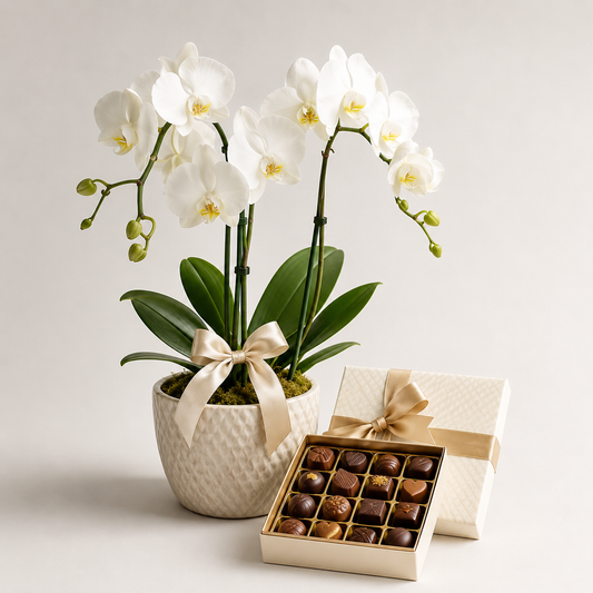 White Orchid Plant with Luxury Chocolates | Elegant Plant Gift Delivery