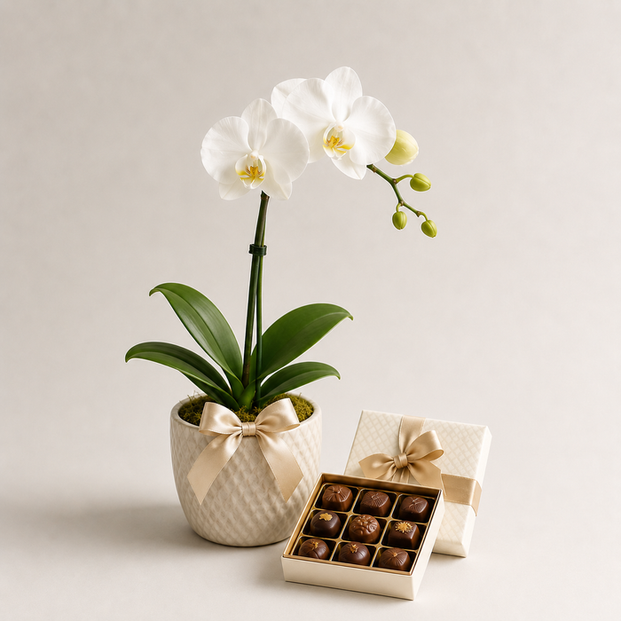 White Orchid Plant with Luxury Chocolates | Elegant Plant Gift Delivery flowers and chocolates delivery in Denmark
