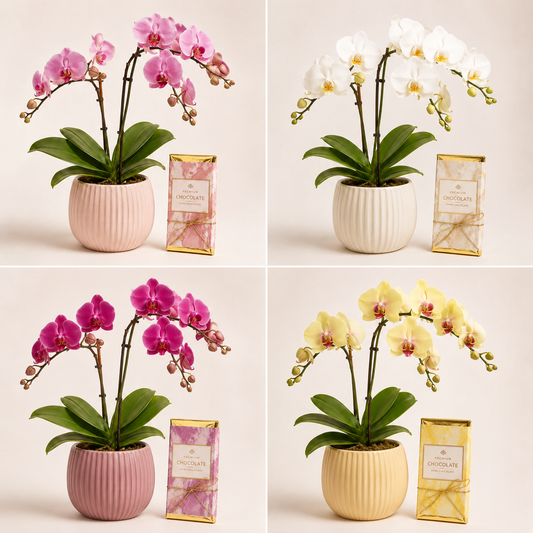 Luxury Orchid Plant with Premium Chocolate | Elegant Gift Delivery