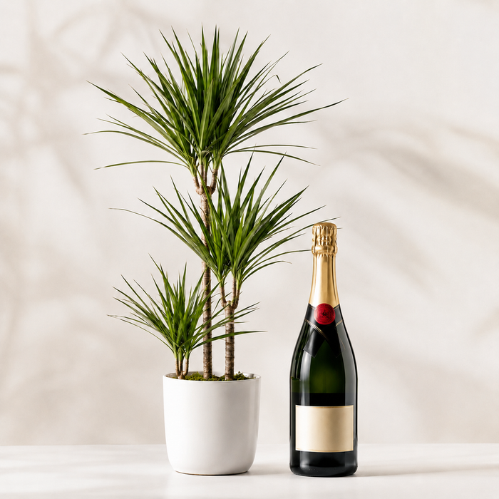 Green Plant with Sparkling Gift | Elegant Plant Gift Delivery flowers and wine delivery in Denmark