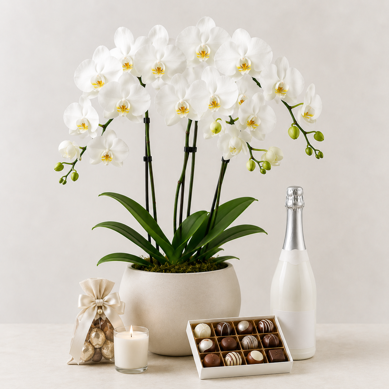 White Orchid Plant with Sparkling Gift | Elegant Plant Gift Delivery