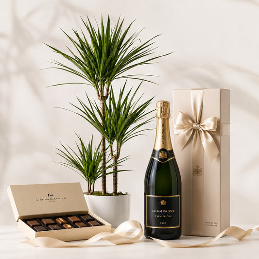 Green Plant with Sparkling Gift | Elegant Plant Gift Delivery
