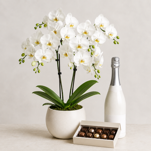 White Orchid Plant with Sparkling Gift | Elegant Plant Gift Delivery