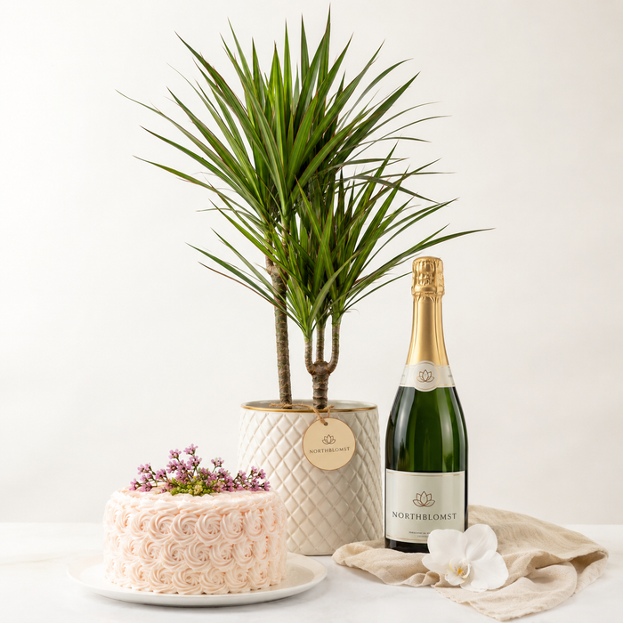 Green Plant with Sparkling Gift & Celebration Cake | Elegant Plant Gift Delivery flowers wine and cake delivery in Denmark