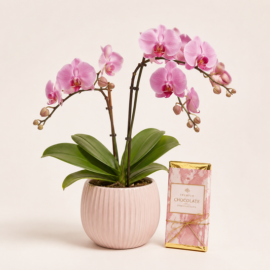 Luxury Orchid Plant with Premium Chocolate | Elegant Gift Delivery