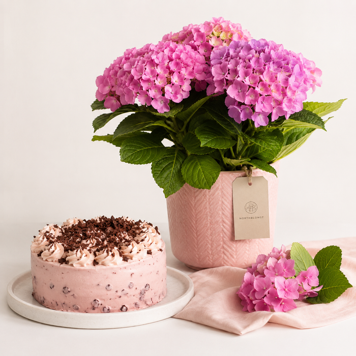 Pink Hydrangea Plant with Pink Cream Cake | Flowers & Cake Delivery flowers and cake delivery in Denmark