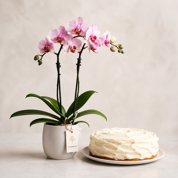 Pink Orchid Plant with Cream Cake | Flowers & Cake Delivery flowers and cake delivery in Denmark