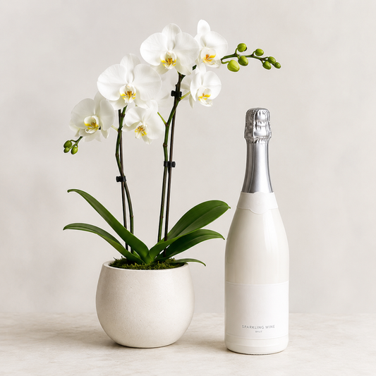 White Orchid Plant with Sparkling Gift | Elegant Plant Gift Delivery