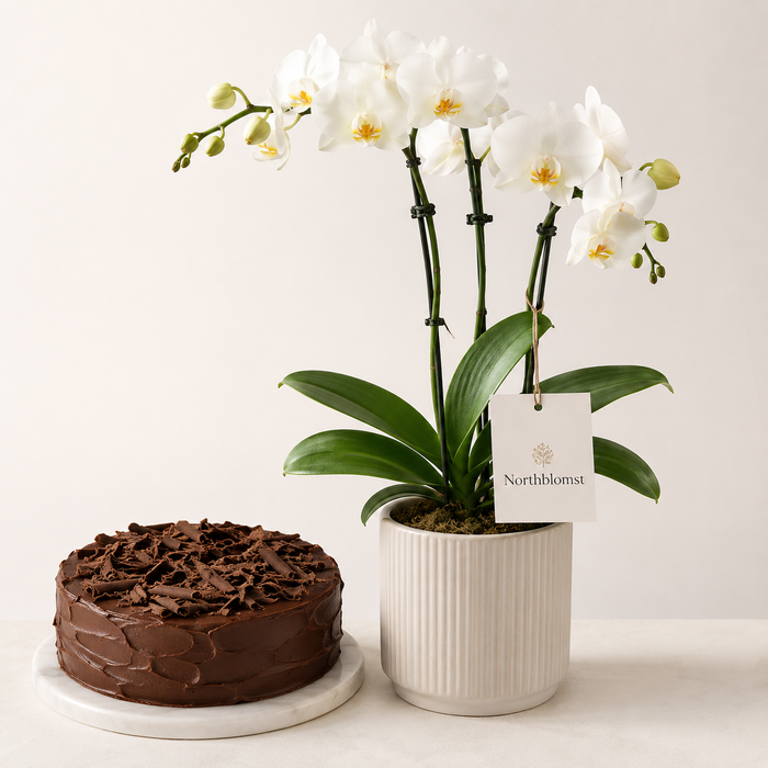 White Orchid Plant with Chocolate Cake | Flowers & Cake Delivery flowers and cake delivery in Denmark