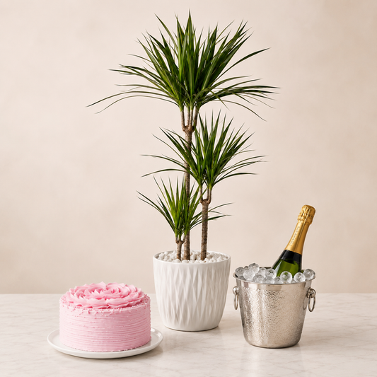 Green Plant with Sparkling Gift & Cake | Elegant Celebration Plant Delivery